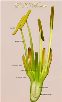  Flower V.S.